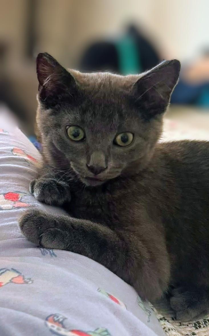 Enlarge Lulu, a Adoptable Domestic Short Hair in Montreal, QC image 1/5