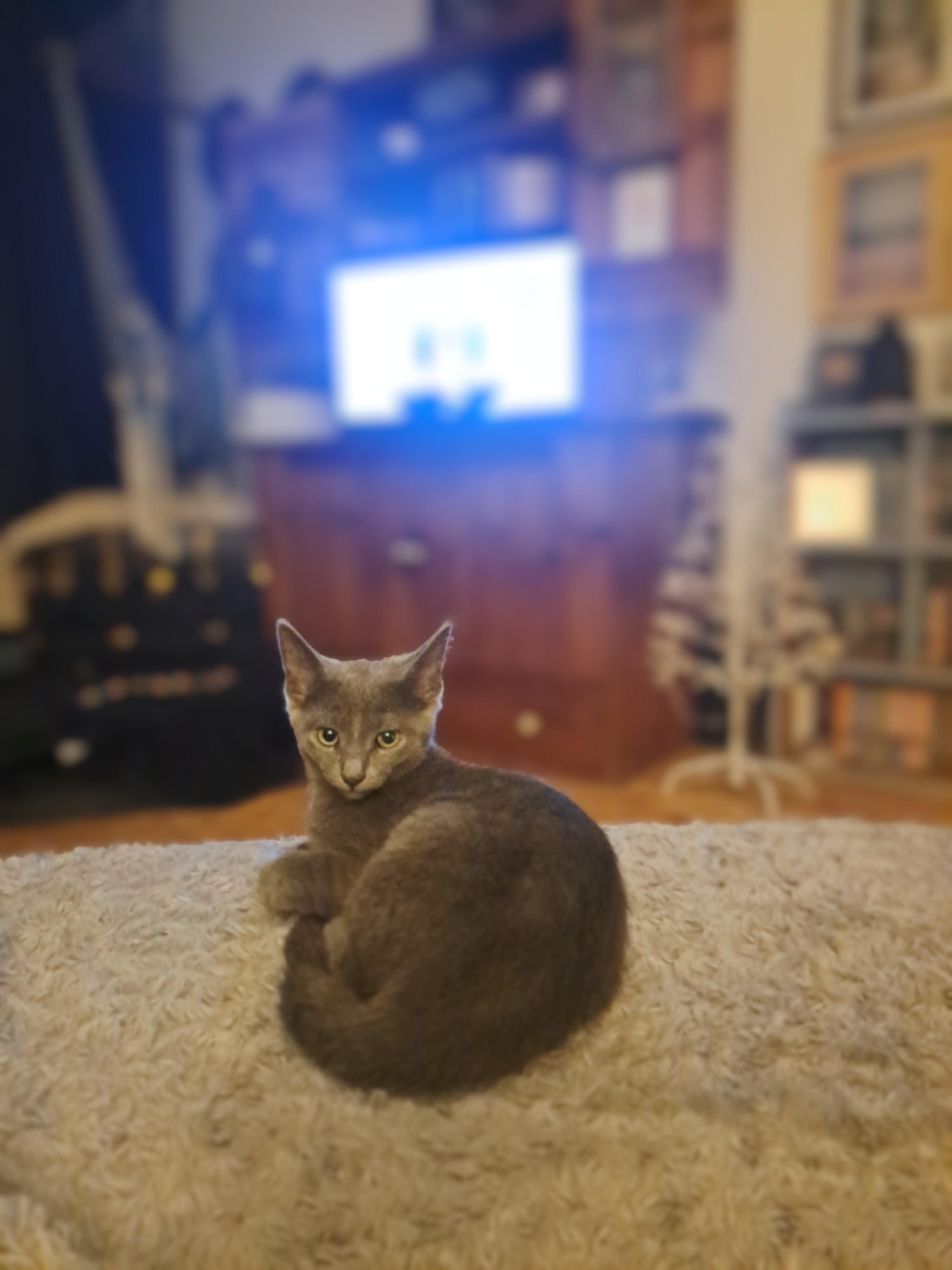 Enlarge Lulu, a Adoptable Domestic Short Hair in Montreal, QC image 3/5