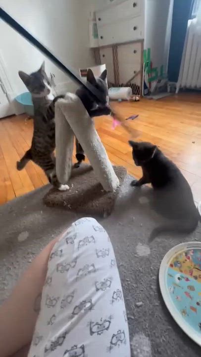 Enlarge Lulu, a Adoptable Domestic Short Hair in Montreal, QC video 4/5