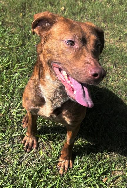 Enlarge SYLVIE, a Adoptable mixed breed in Appling, GA image 1/1