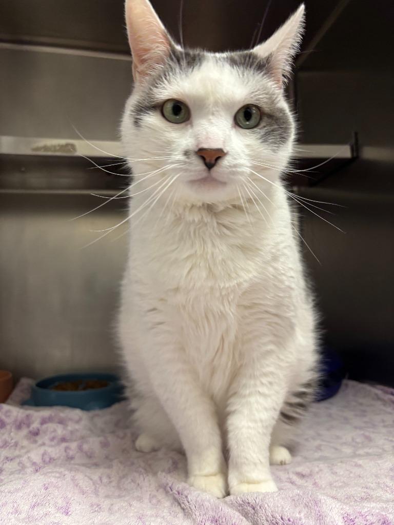 Santino, Adopted, Adult Male Domestic Short Hair.