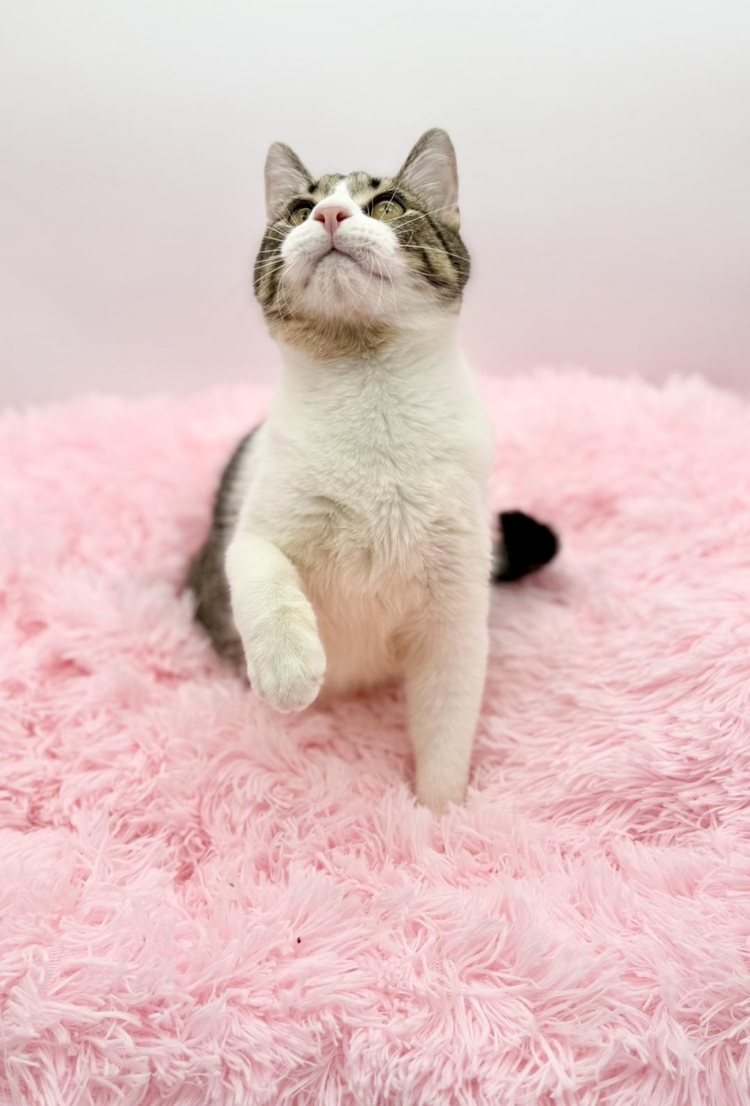 Enlarge Gutter, a Adoptable Domestic Short Hair in Covington, LA image 6/6