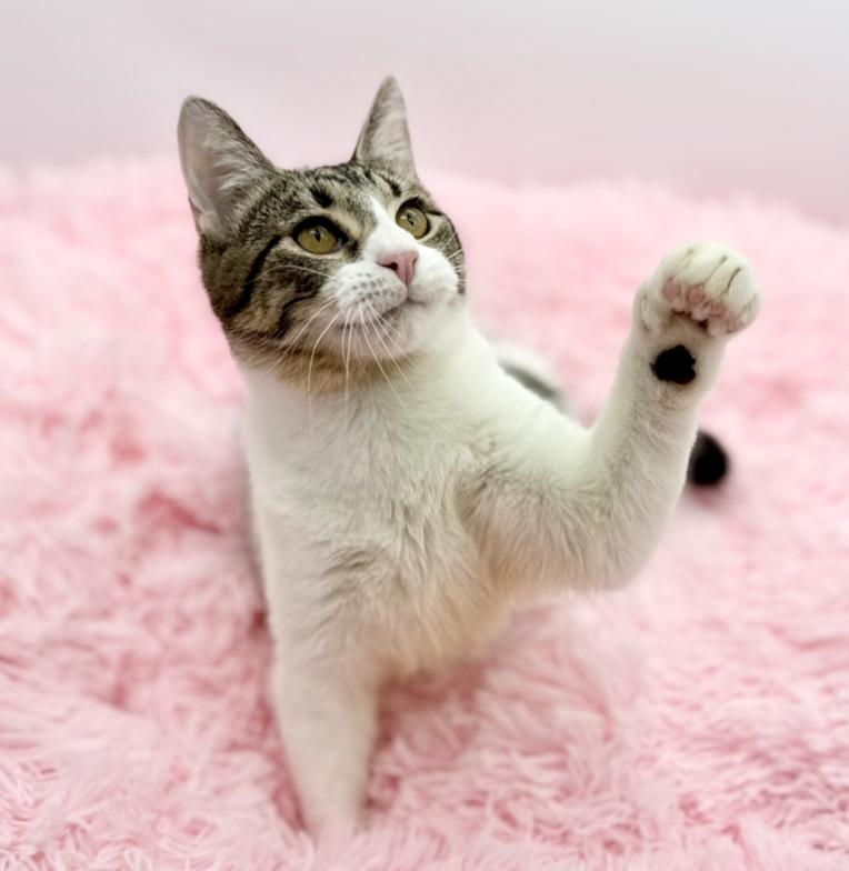 Enlarge Gutter, a Adoptable Domestic Short Hair in Covington, LA image 2/6