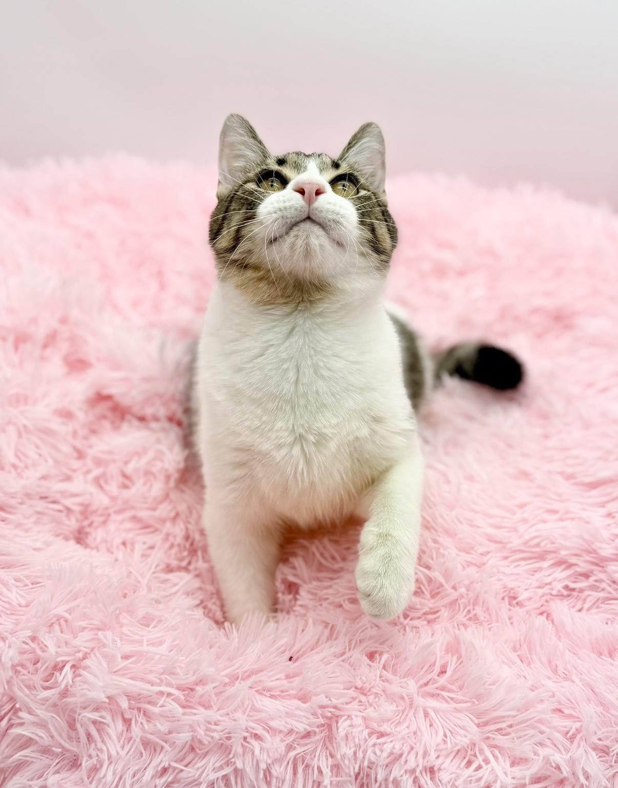 Enlarge Gutter, a Adoptable Domestic Short Hair in Covington, LA image 3/6