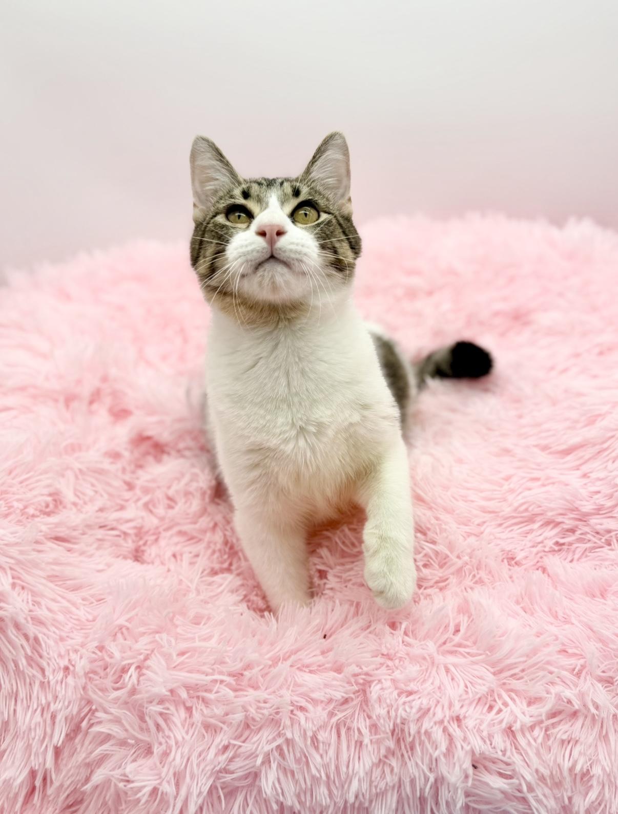 Enlarge Gutter, a Adoptable Domestic Short Hair in Covington, LA image 4/6