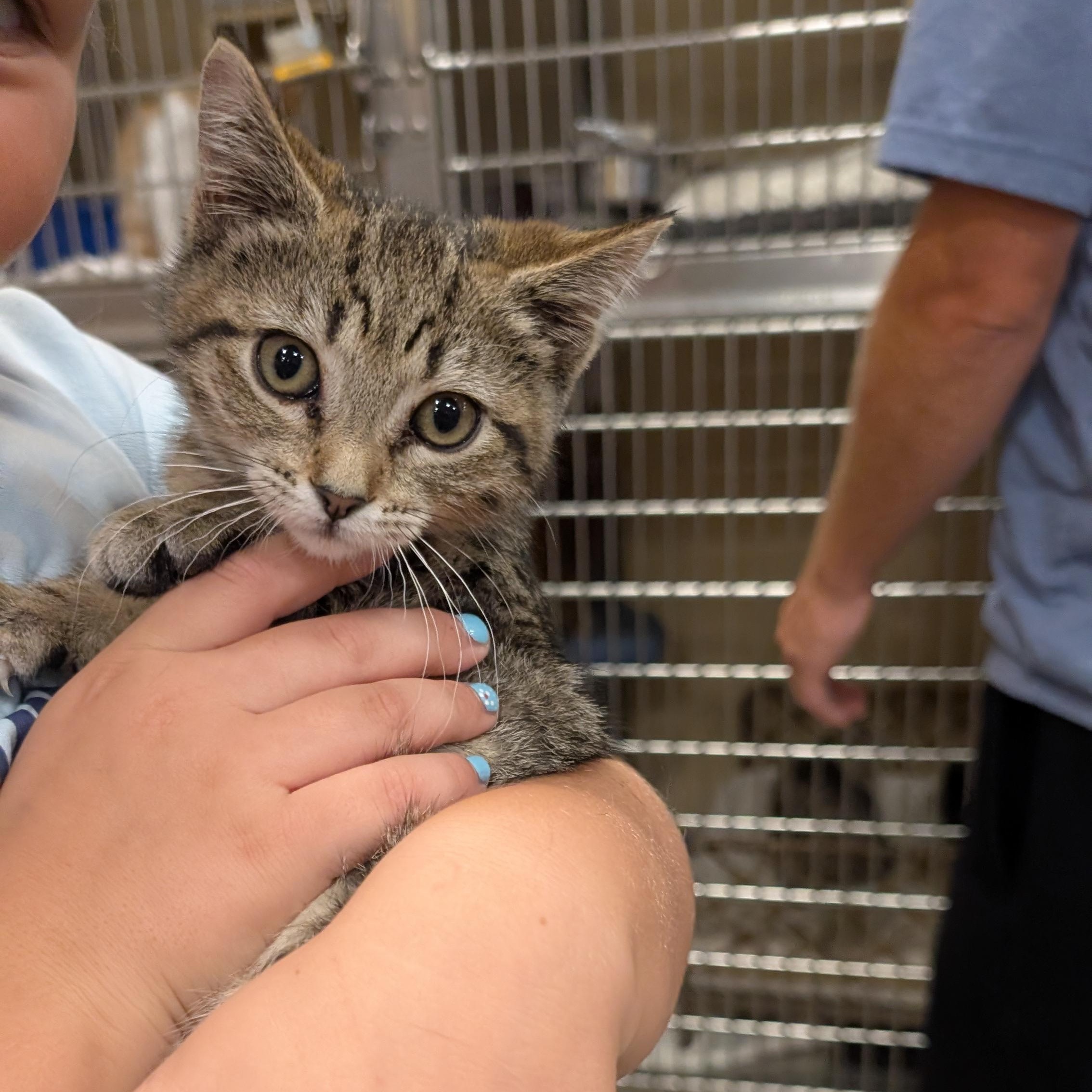 Maisy, Adoptable, Kitten Female Domestic Short Hair.