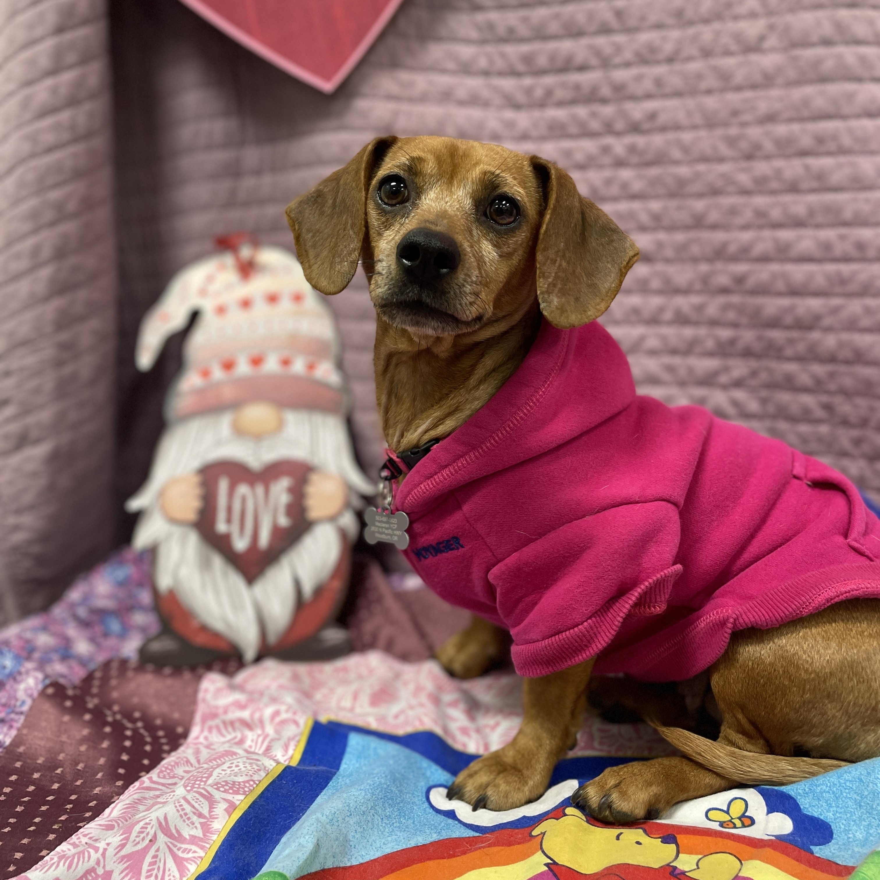 Felicia, adopted, Adult Female Dachshund.