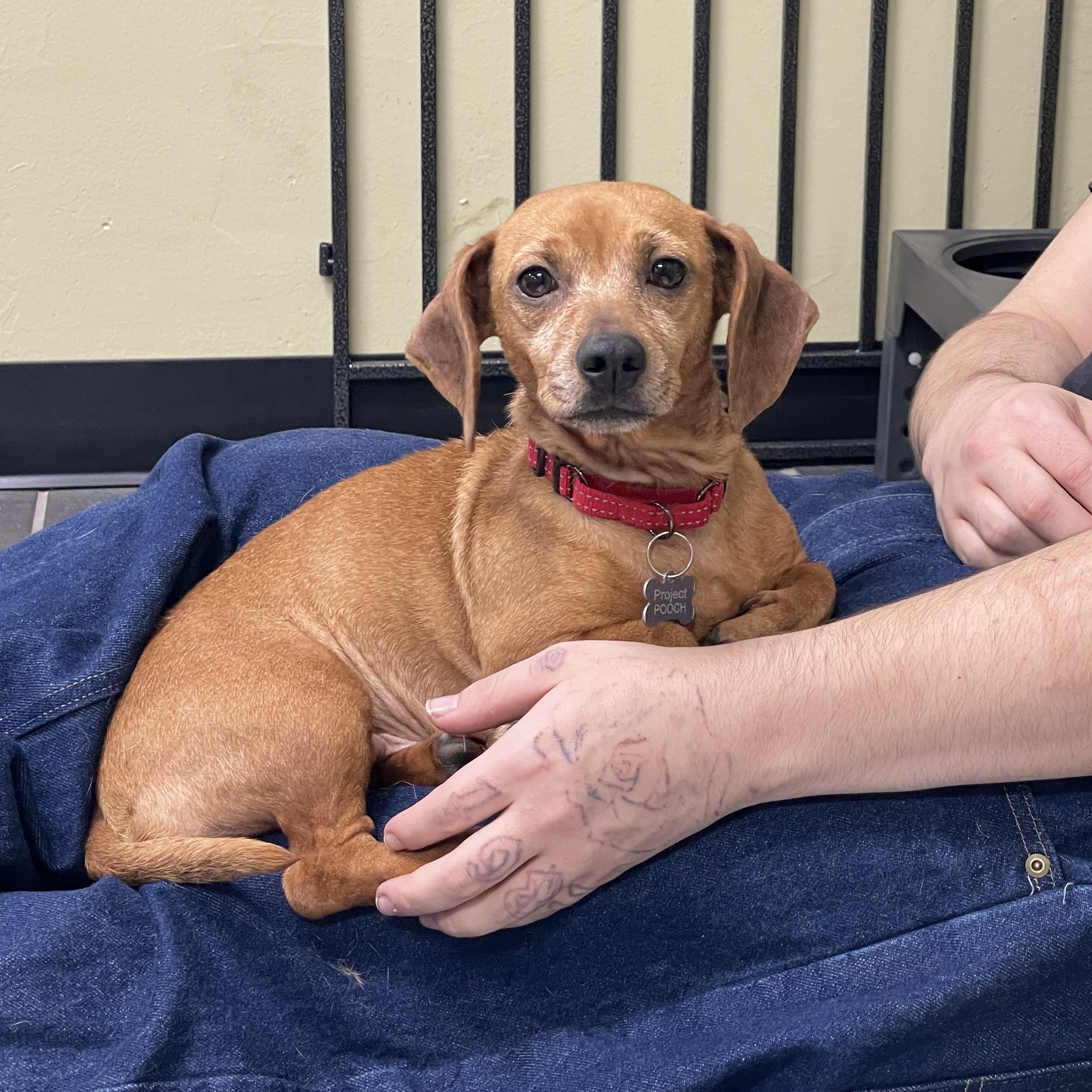 Enlarge Felicia, an adopted mixed breed in Lake Oswego, OR image 3/4