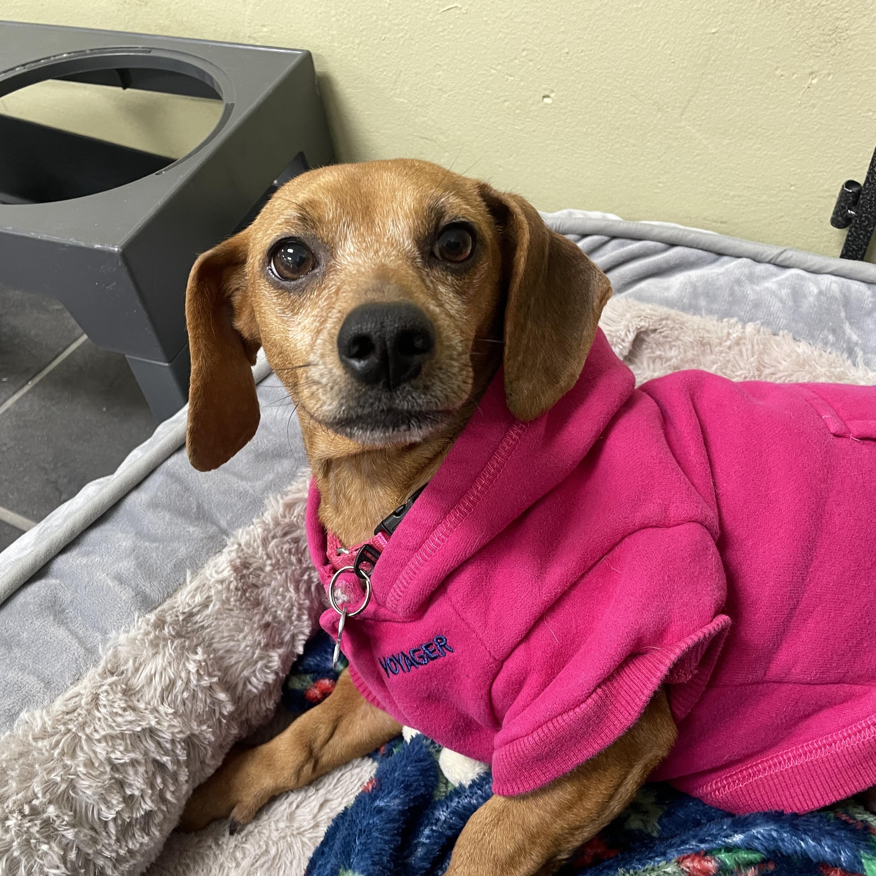 Enlarge Felicia, an adopted mixed breed in Lake Oswego, OR image 4/4