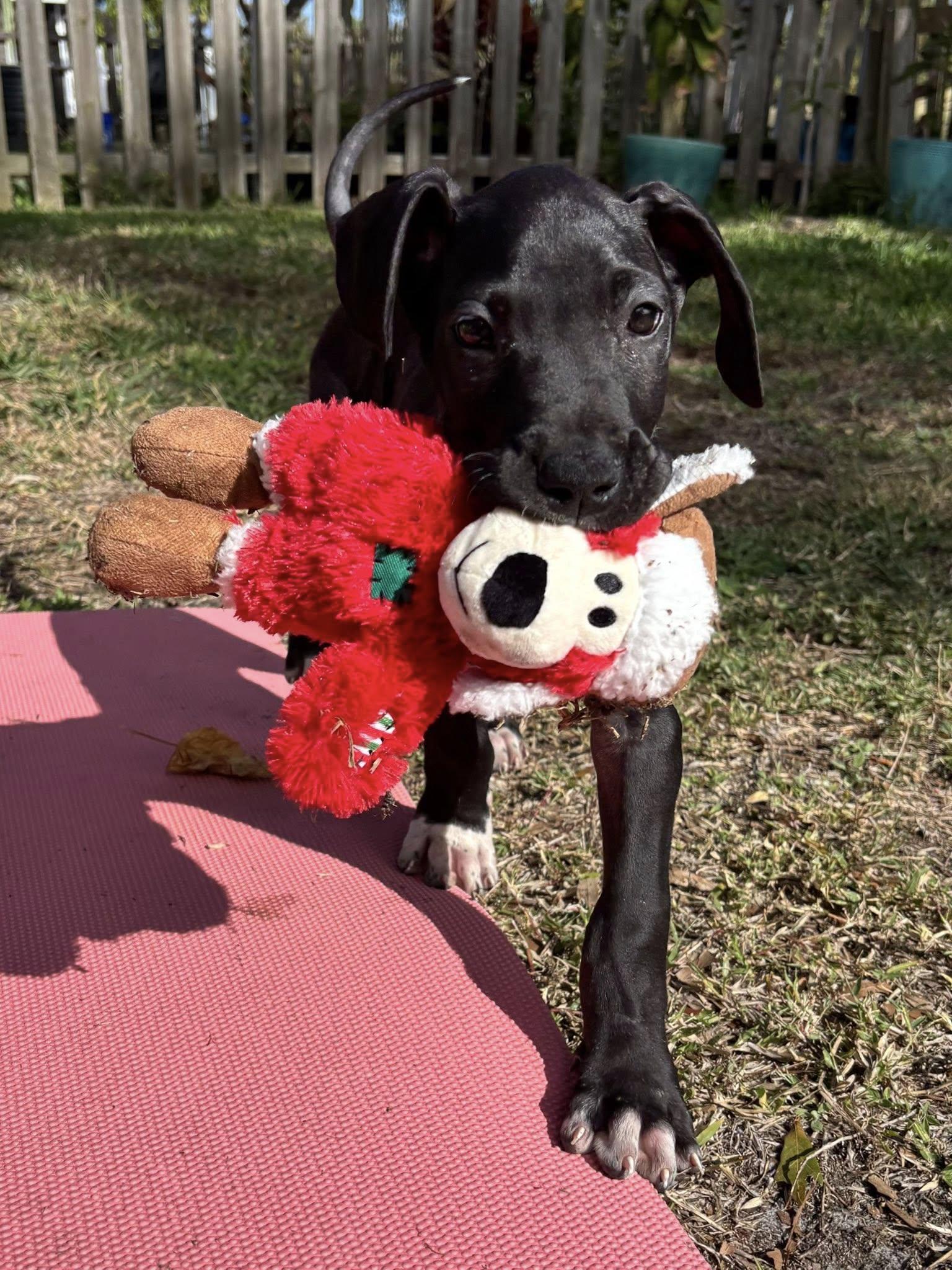 Enlarge Chloe, an adopted Great Dane in Lakeland, FL image 2/6