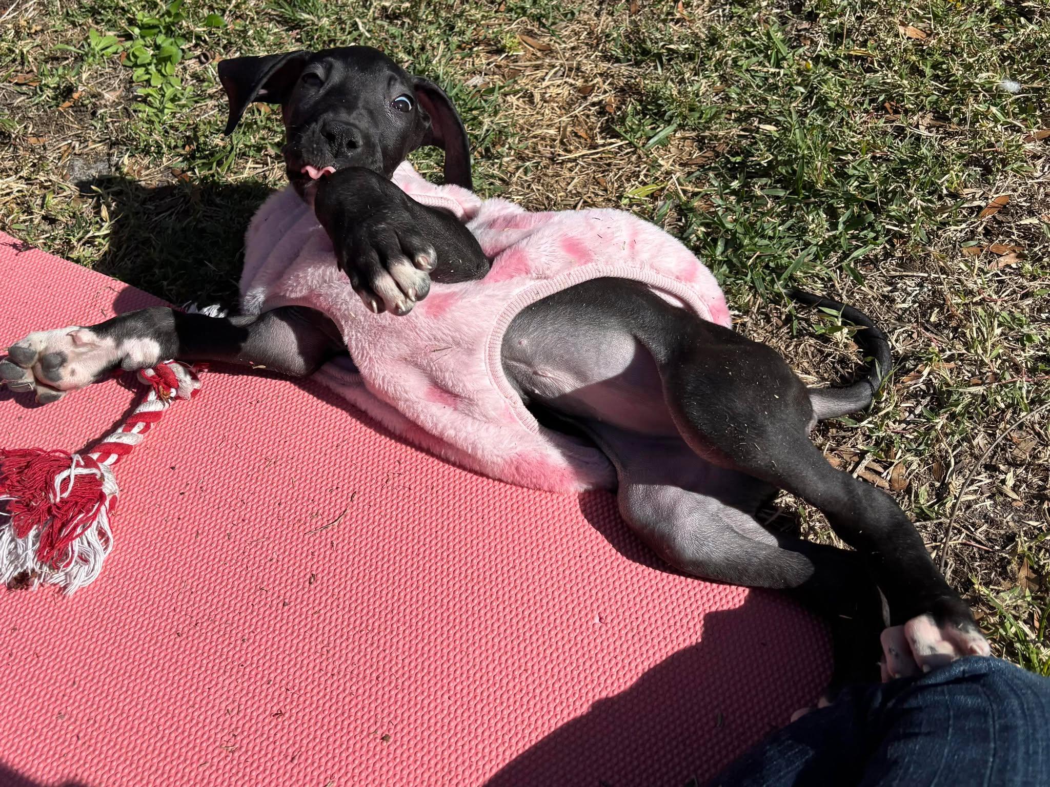 Enlarge Chloe, an adopted Great Dane in Lakeland, FL image 4/6