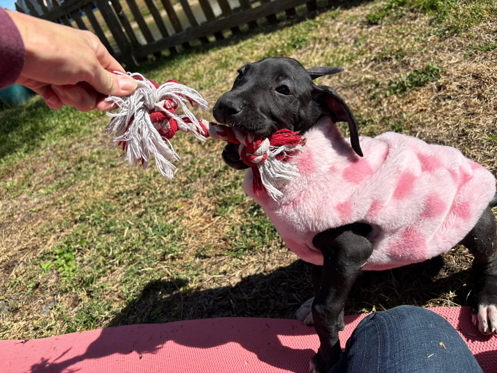 Enlarge Chloe, an adopted Great Dane in Lakeland, FL image 5/6