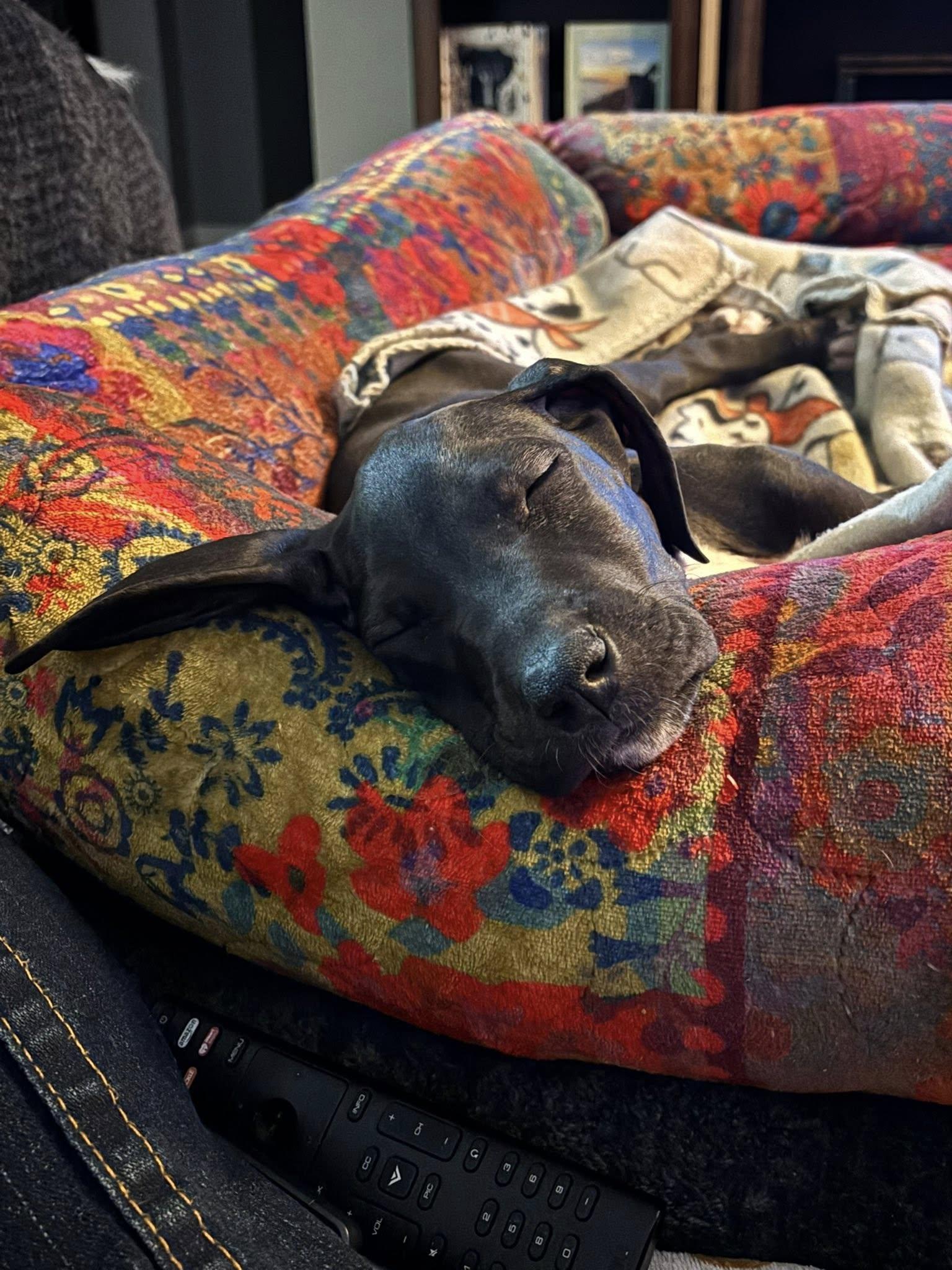 Enlarge Chloe, an adopted Great Dane in Lakeland, FL image 6/6