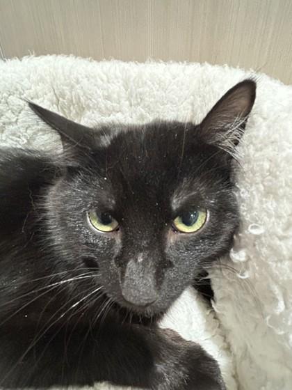 Jinx, Adoptable, Young Male Domestic Short Hair.