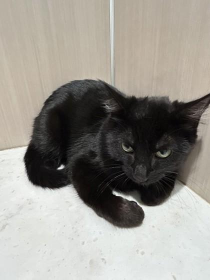 Enlarge Jinx, a Adoptable Domestic Short Hair in Hamilton, MT image 3/4