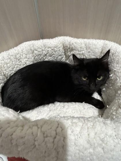 Enlarge Jinx, a Adoptable Domestic Short Hair in Hamilton, MT image 2/4