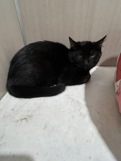 Enlarge Jinx, a Adoptable Domestic Short Hair in Hamilton, MT image 4/4