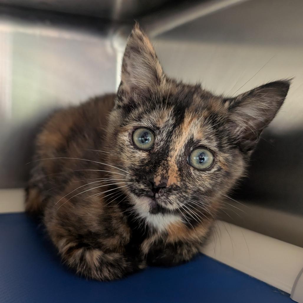 Randi, Adoptable, Kitten Female Domestic Short Hair.