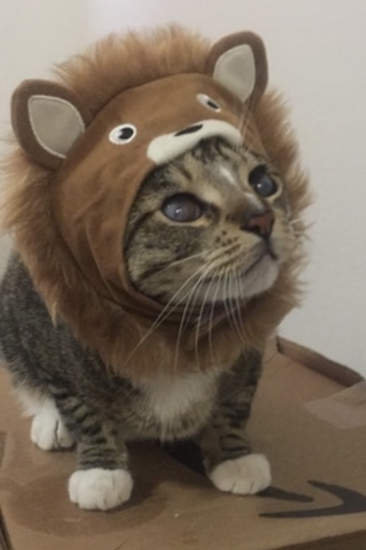 Tiger, a Adoptable Domestic Short Hair in Sherman Oaks, CA image 1/6