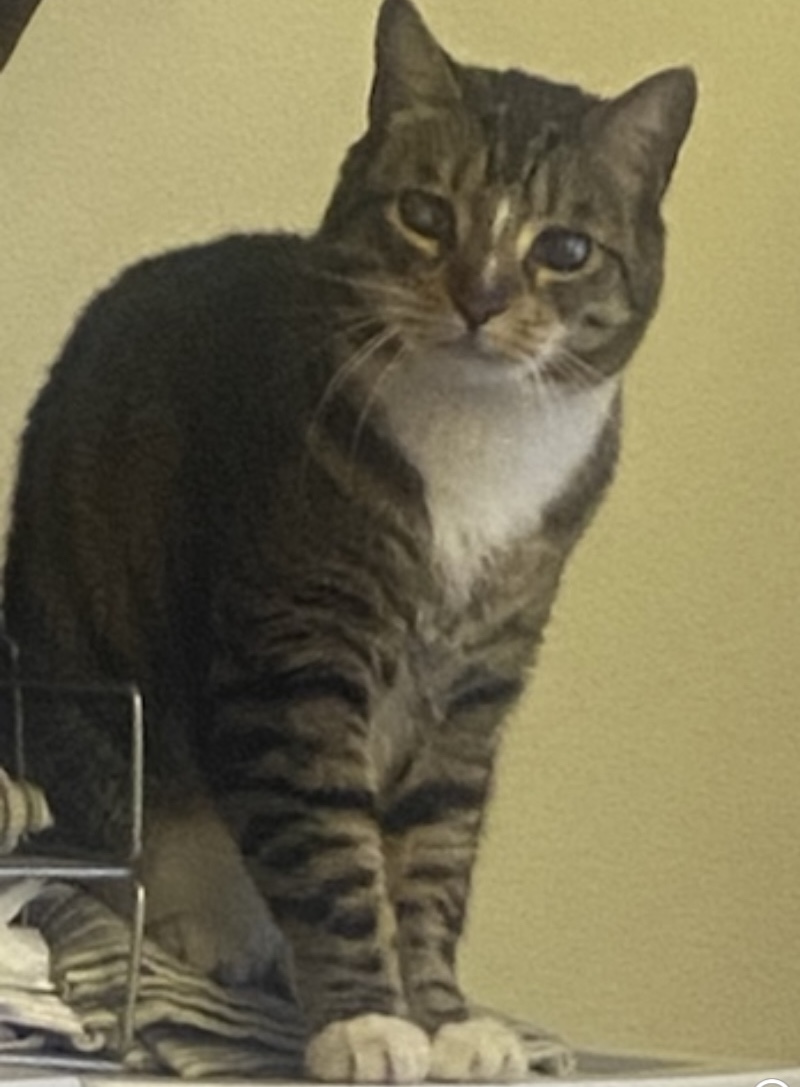 Tiger, a Adoptable Domestic Short Hair in Sherman Oaks, CA image 2/6