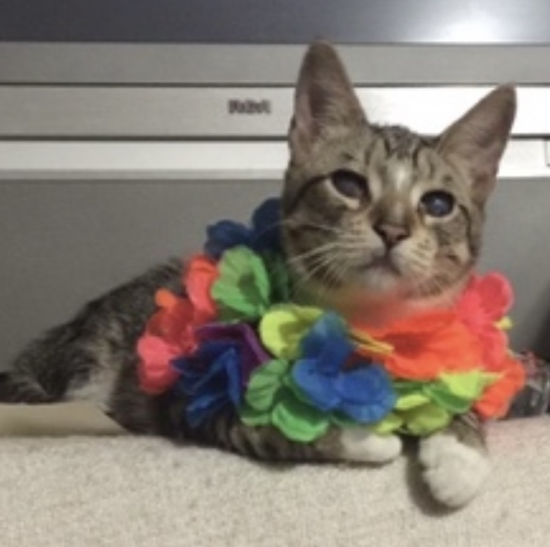 Tiger, a Adoptable Domestic Short Hair in Sherman Oaks, CA image 3/6