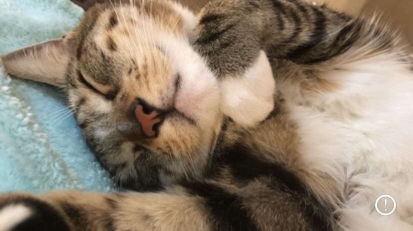 Tiger, a Adoptable Domestic Short Hair in Sherman Oaks, CA image 4/6