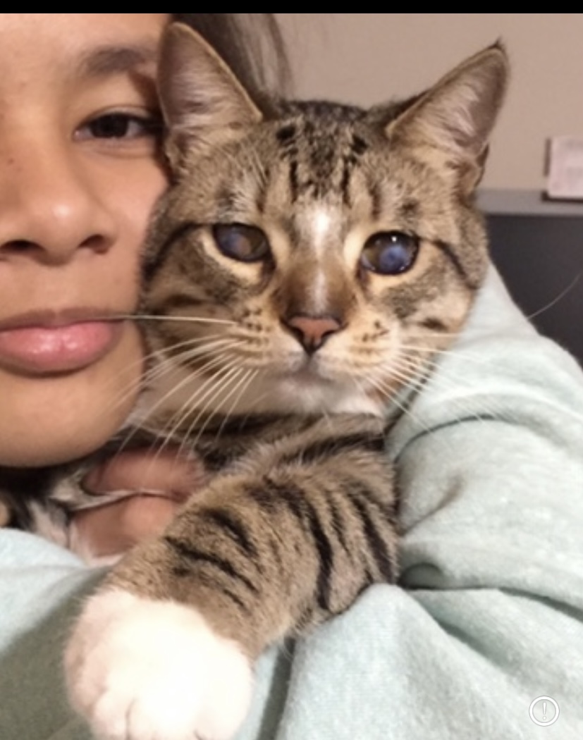 Tiger, a Adoptable Domestic Short Hair in Sherman Oaks, CA image 5/6