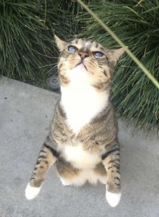 Tiger, a Adoptable Domestic Short Hair in Sherman Oaks, CA image 6/6