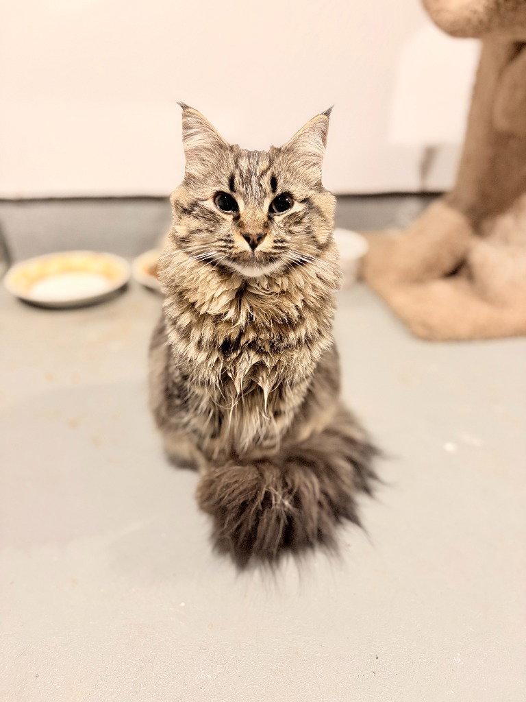 Enlarge Nala, a Adoptable Domestic Long Hair in St. Helens, OR image 1/1