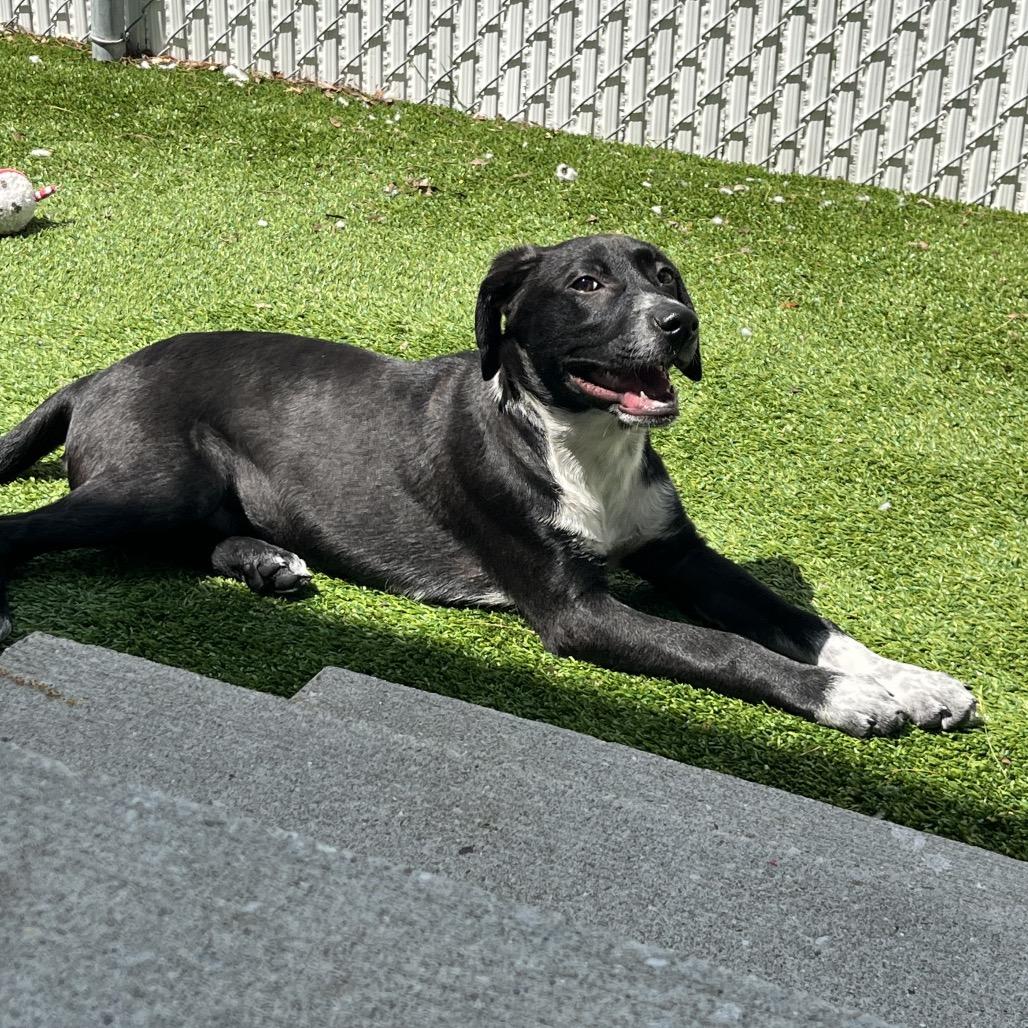Rowan, a Adoptable Mixed Breed in Bedford, NH image 1/4