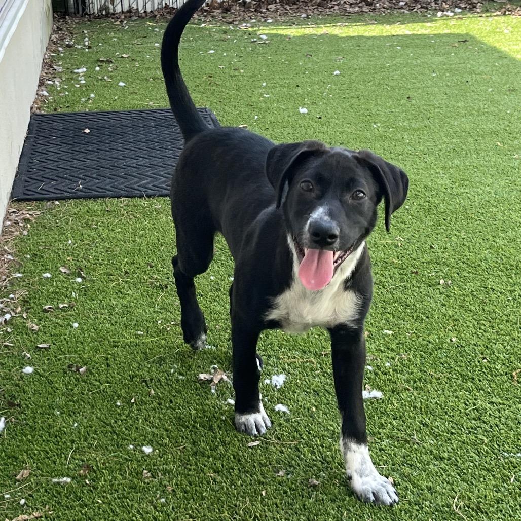 Rowan, a Adoptable Mixed Breed in Bedford, NH image 3/4