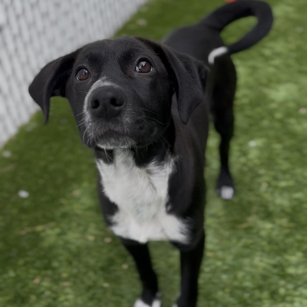 Rowan, a Adoptable Mixed Breed in Bedford, NH image 4/4