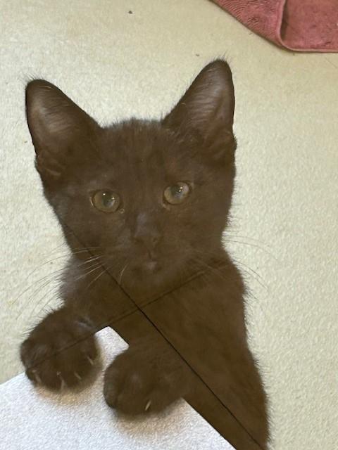 Enlarge Jett, a Adoptable Domestic Short Hair in Bluffton, IN image 1/1