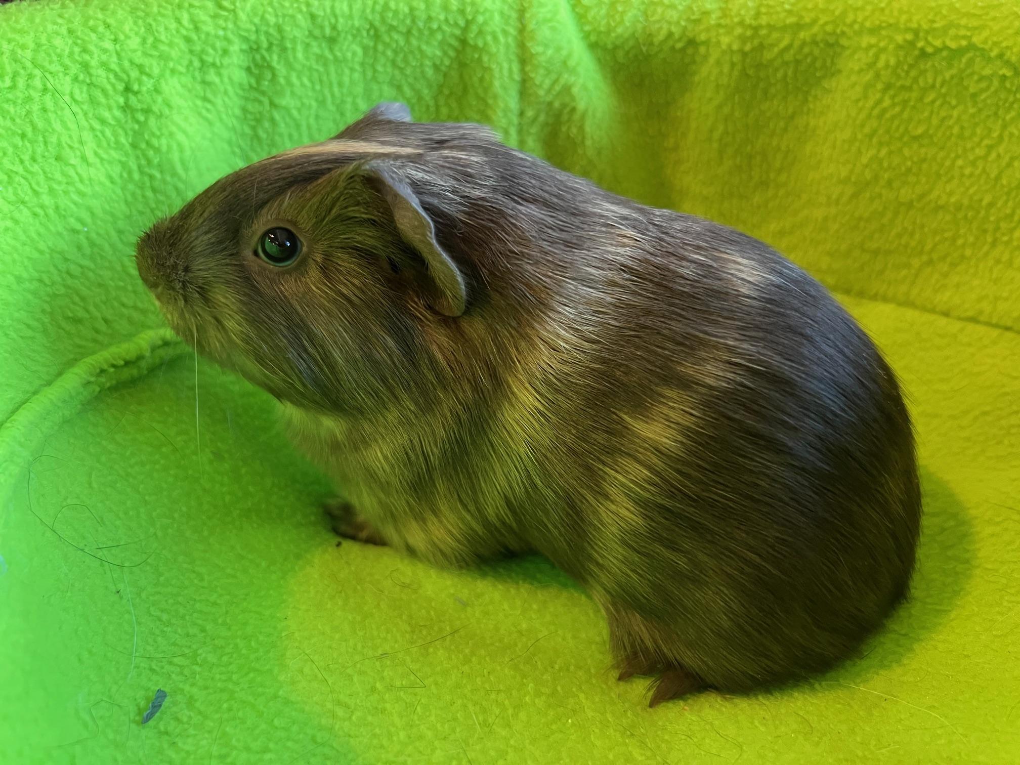 Enlarge Ash, a Adoptable Short-Haired in Wellington, CO image 2/2
