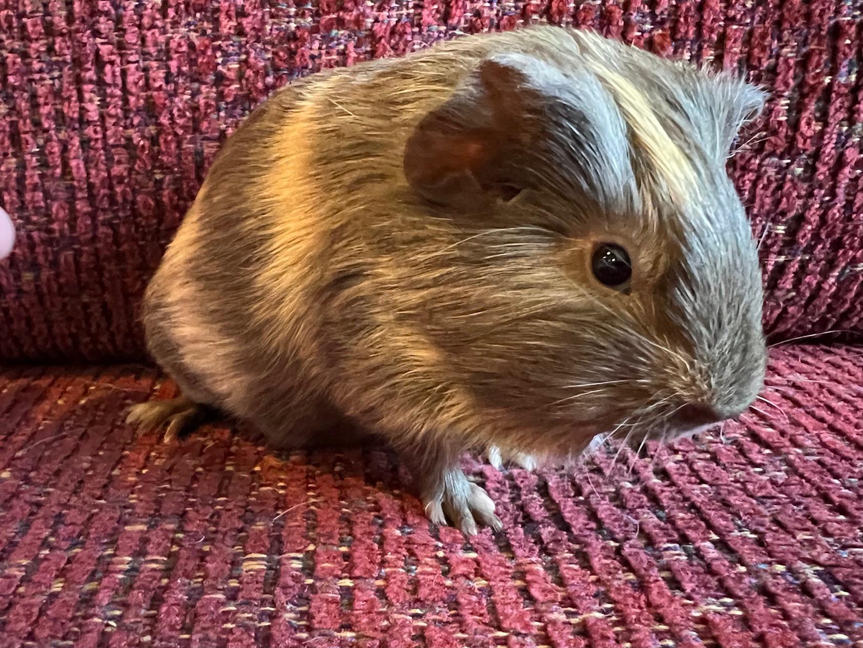 Enlarge Ash, a Adoptable Short-Haired in Wellington, CO image 1/2