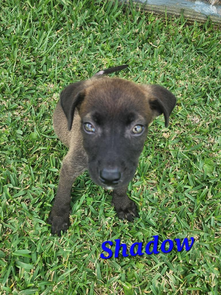 Enlarge Shadow, a Adoptable mixed breed in New Bern, NC image 1/1