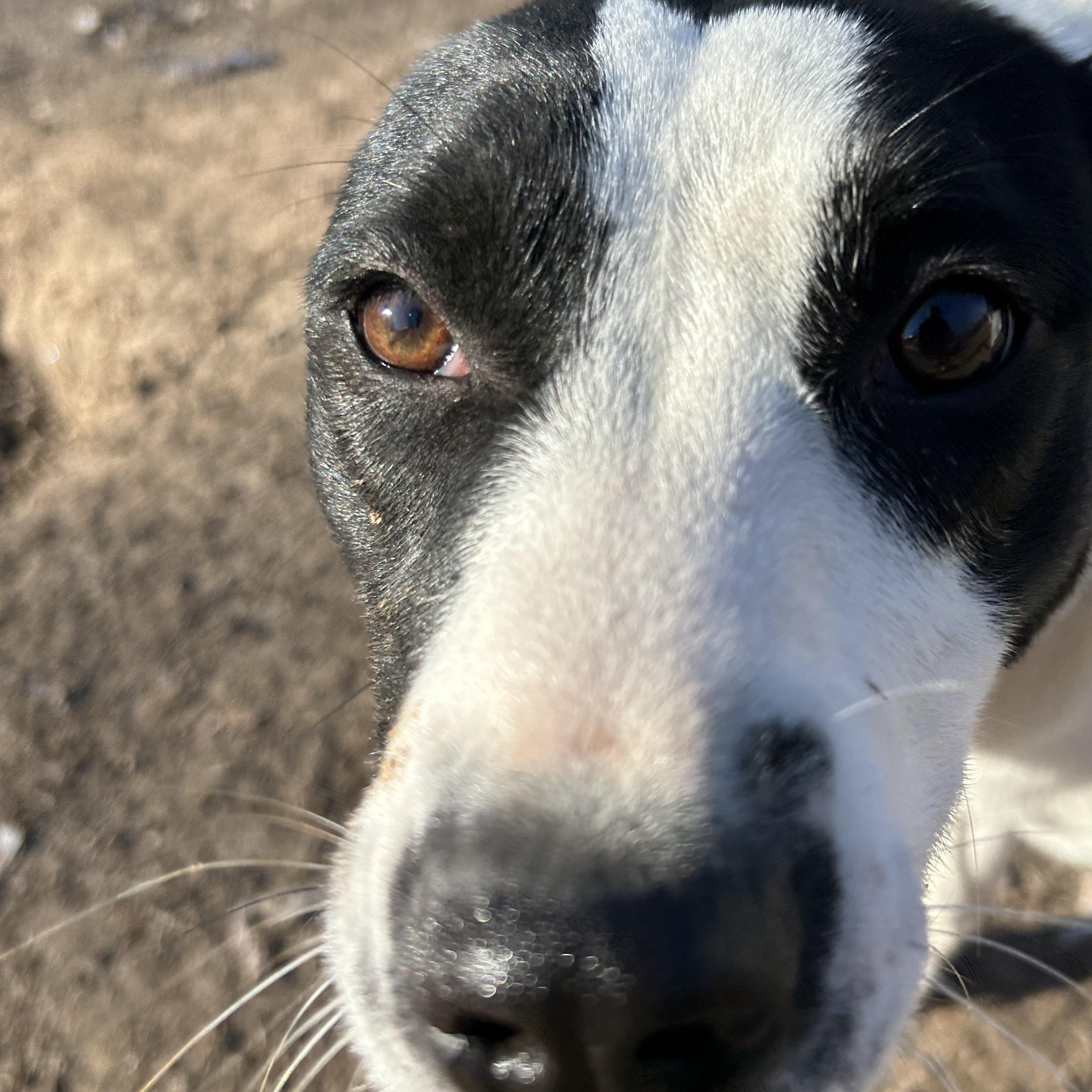 Enlarge Cookie, a Adoptable Jack Russell Terrier in Pine Bluff, AR image 5/6