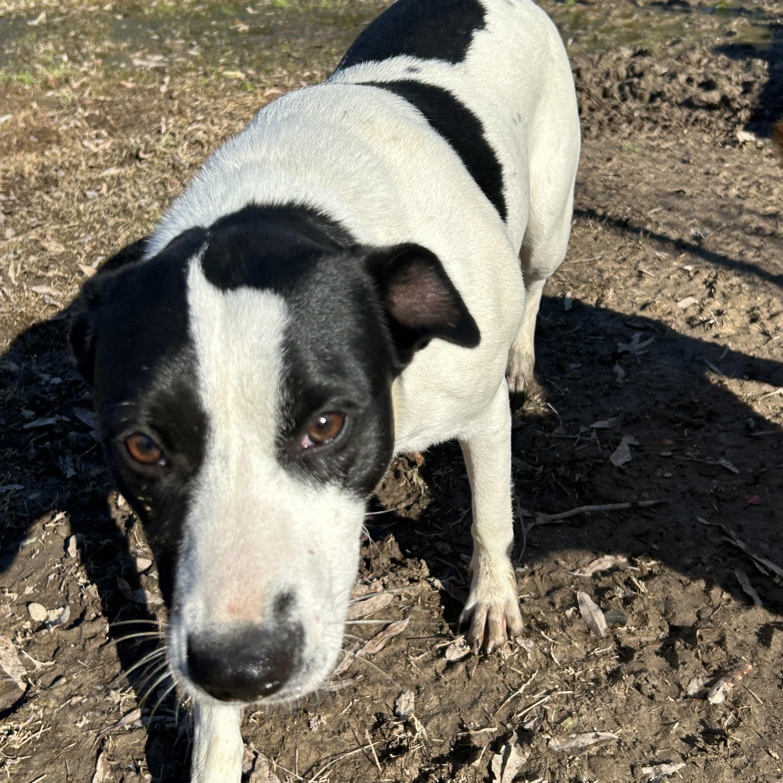 Enlarge Cookie, a Adoptable Jack Russell Terrier in Pine Bluff, AR image 1/6