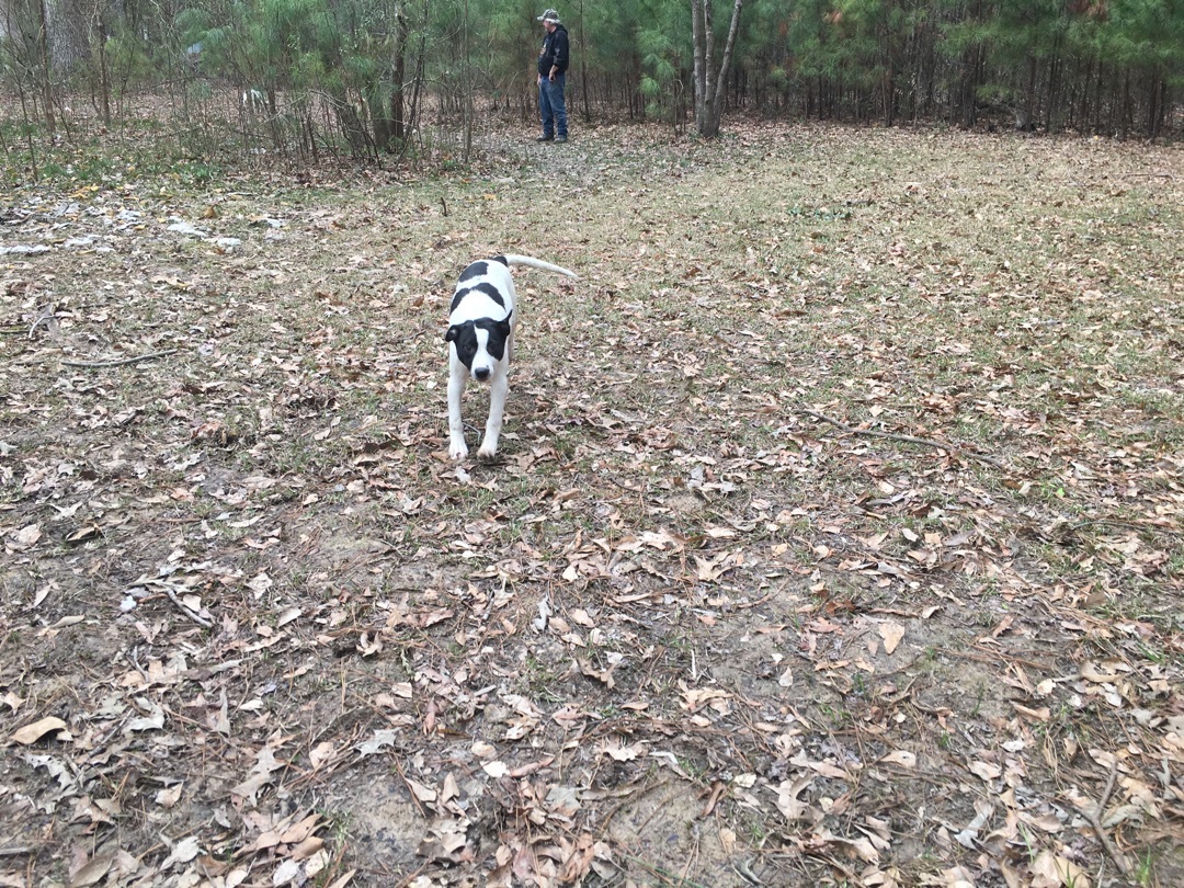 Enlarge Cookie, a Adoptable Jack Russell Terrier in Pine Bluff, AR image 2/6