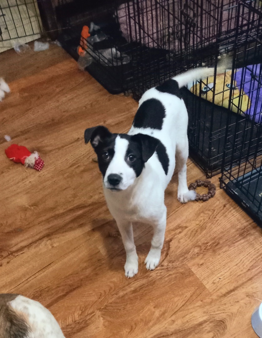 Enlarge Cookie, a Adoptable Jack Russell Terrier in Pine Bluff, AR image 3/6