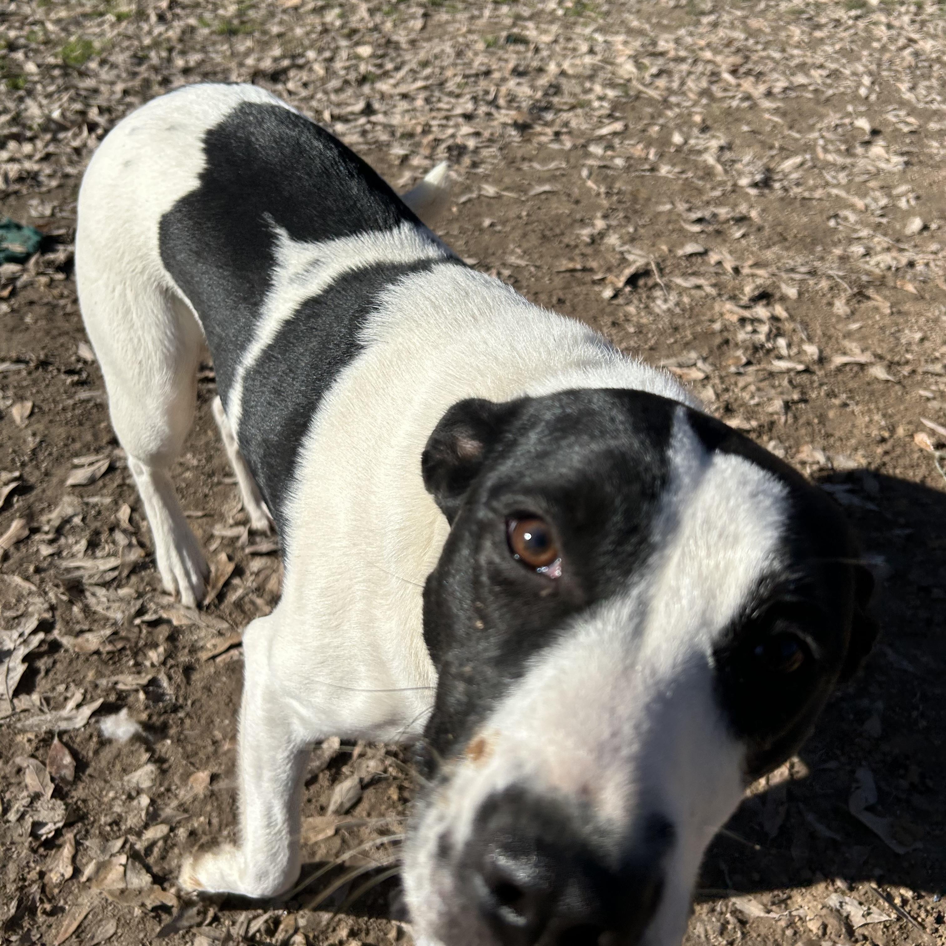 Enlarge Cookie, a Adoptable Jack Russell Terrier in Pine Bluff, AR image 6/6