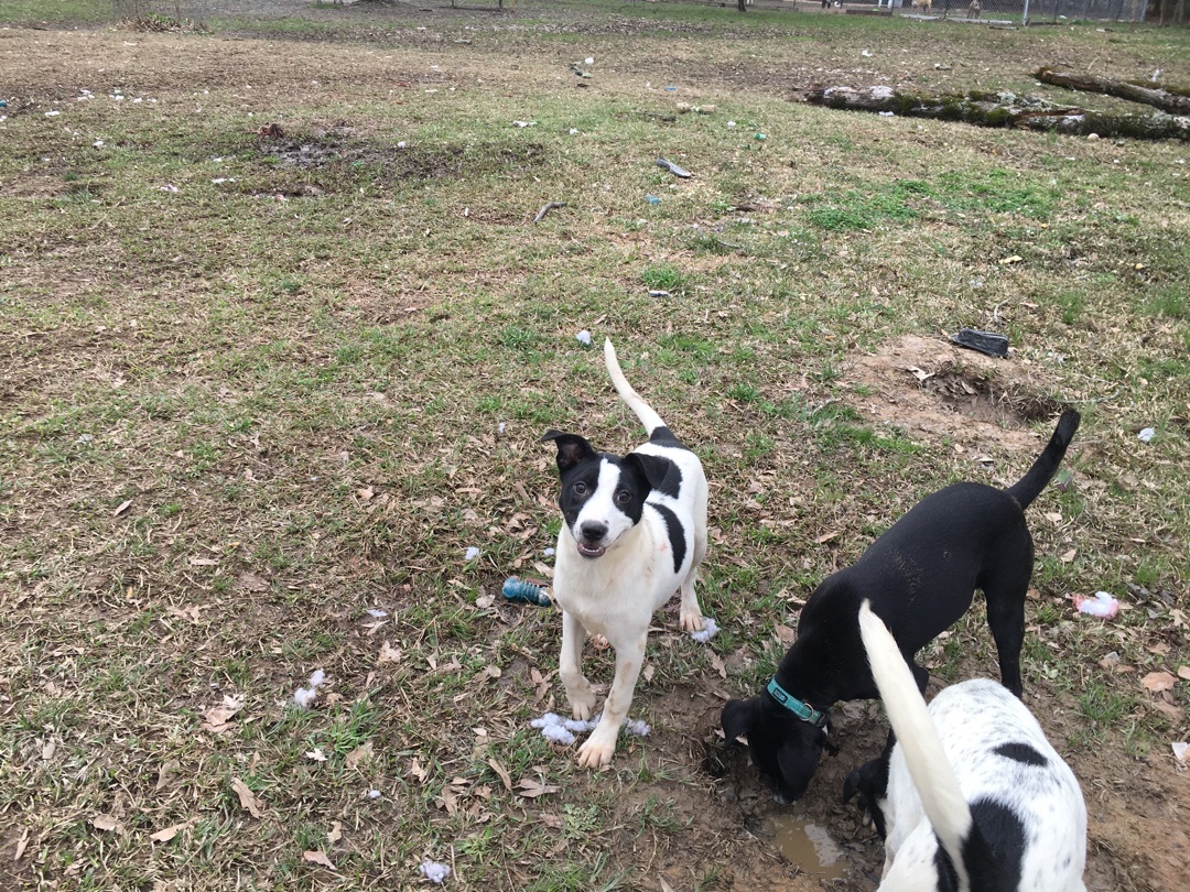 Enlarge Cookie, a Adoptable Jack Russell Terrier in Pine Bluff, AR image 4/6