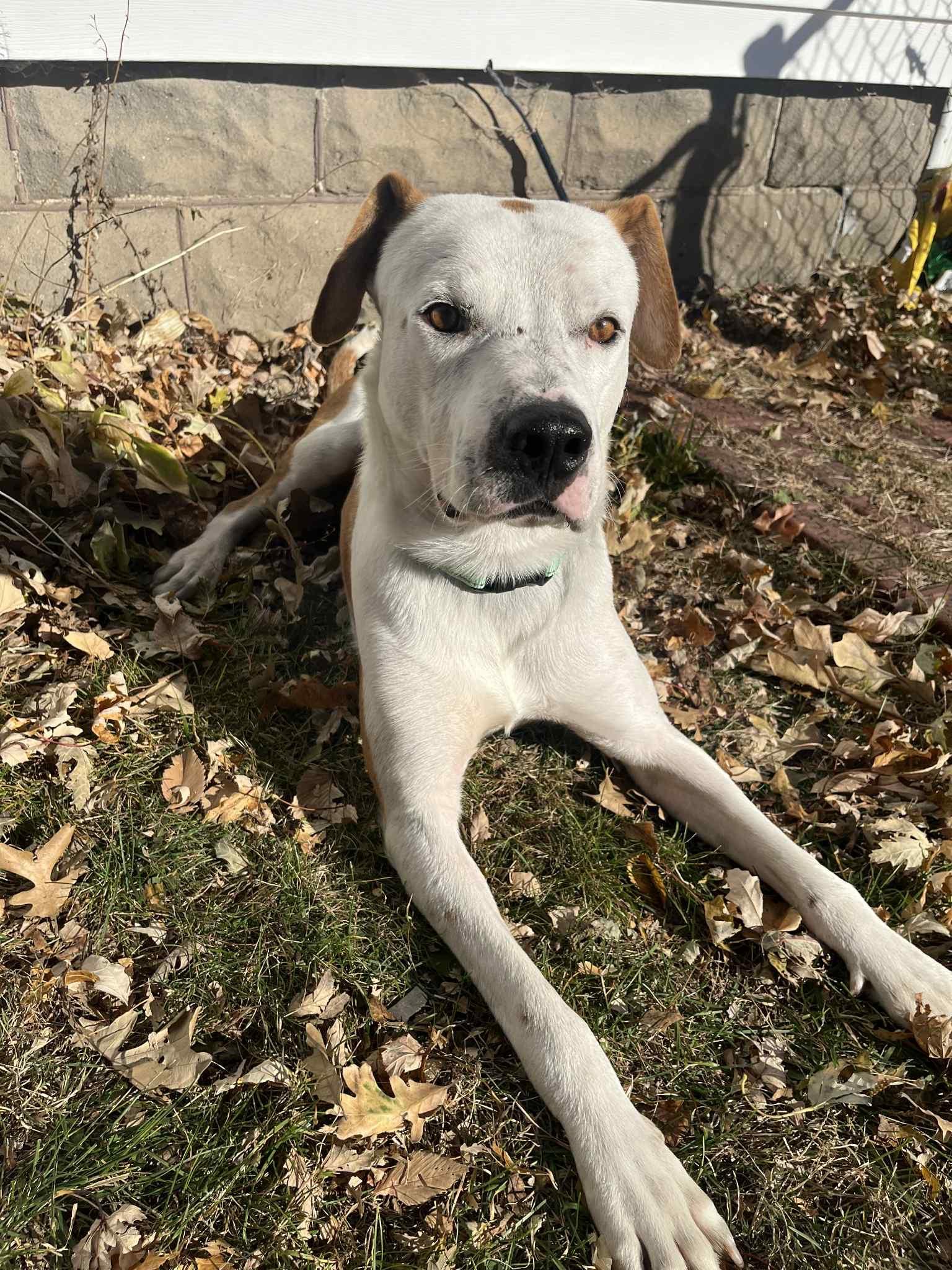 Ace, a Adoptable mixed breed in Geneseo , IL image 2/5
