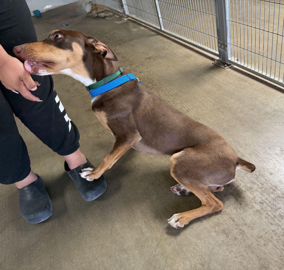 Enlarge Legacy, a Adoptable Doberman Pinscher in El Paso, TX image 3/6