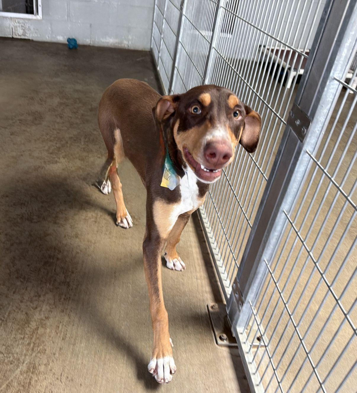 Enlarge Legacy, a Adoptable Doberman Pinscher in El Paso, TX image 6/6