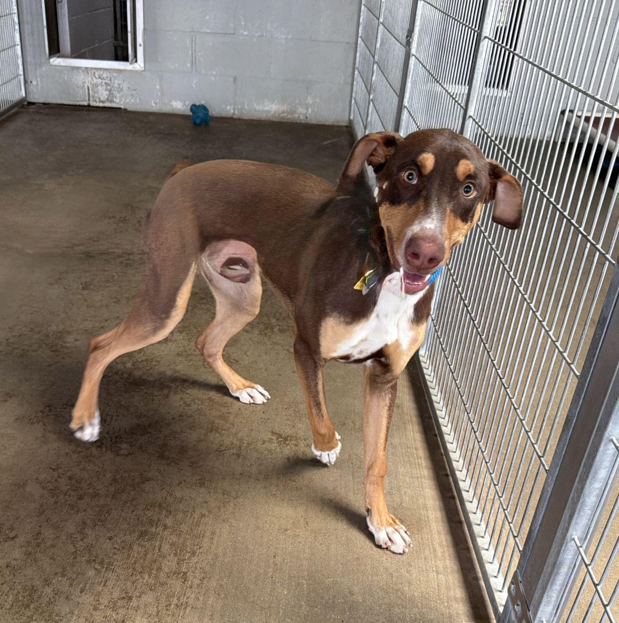 Enlarge Legacy, a Adoptable Doberman Pinscher in El Paso, TX image 2/6