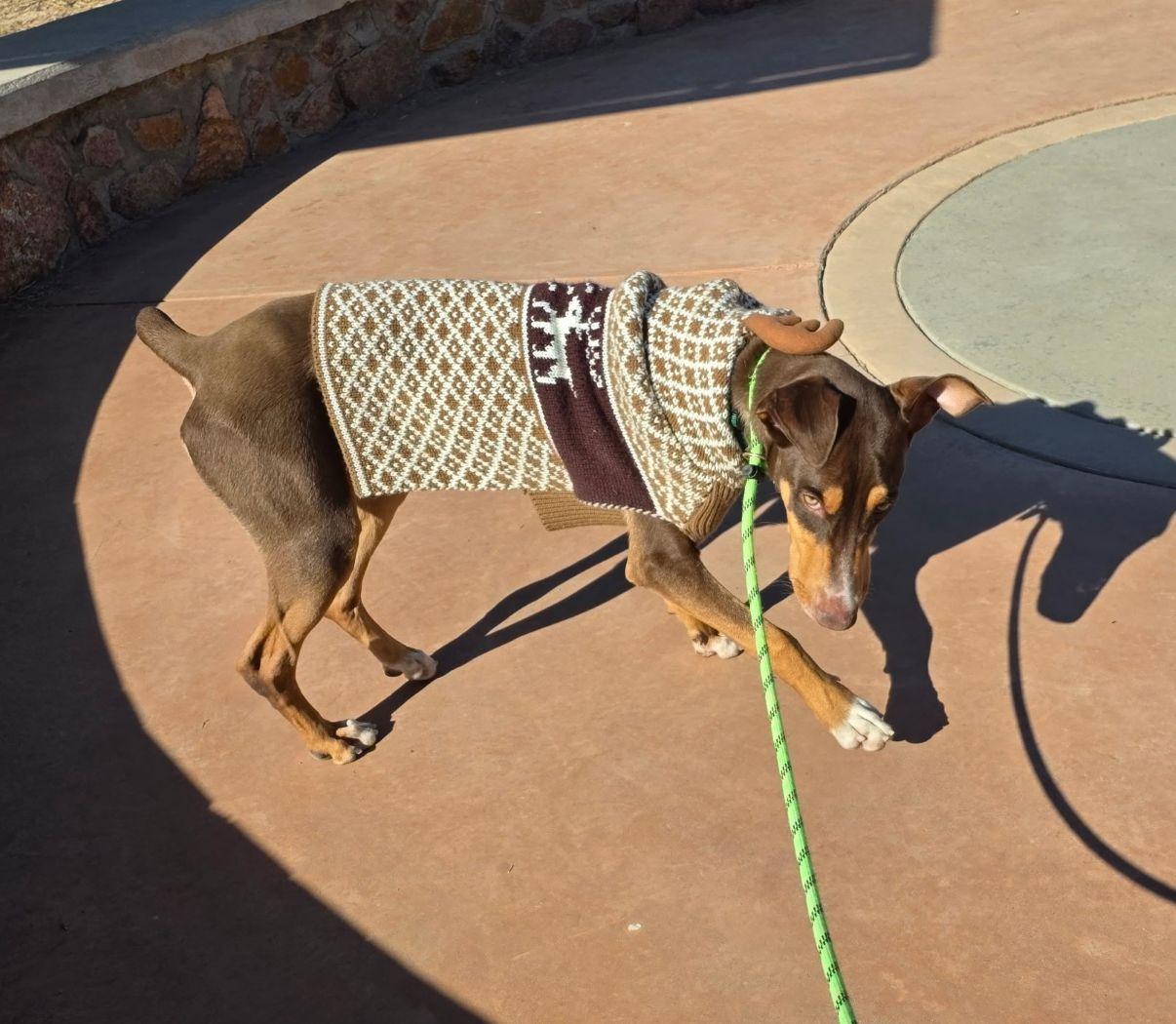 Enlarge Legacy, a Adoptable Doberman Pinscher in El Paso, TX image 5/6