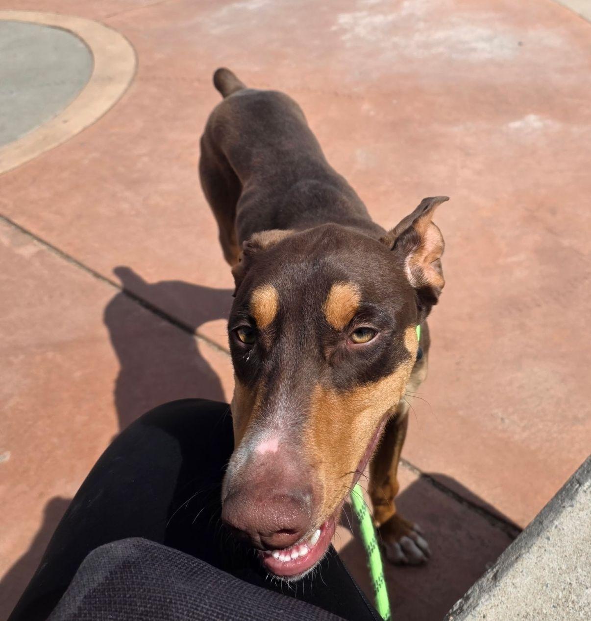 Enlarge Legacy, a Adoptable Doberman Pinscher in El Paso, TX image 1/6