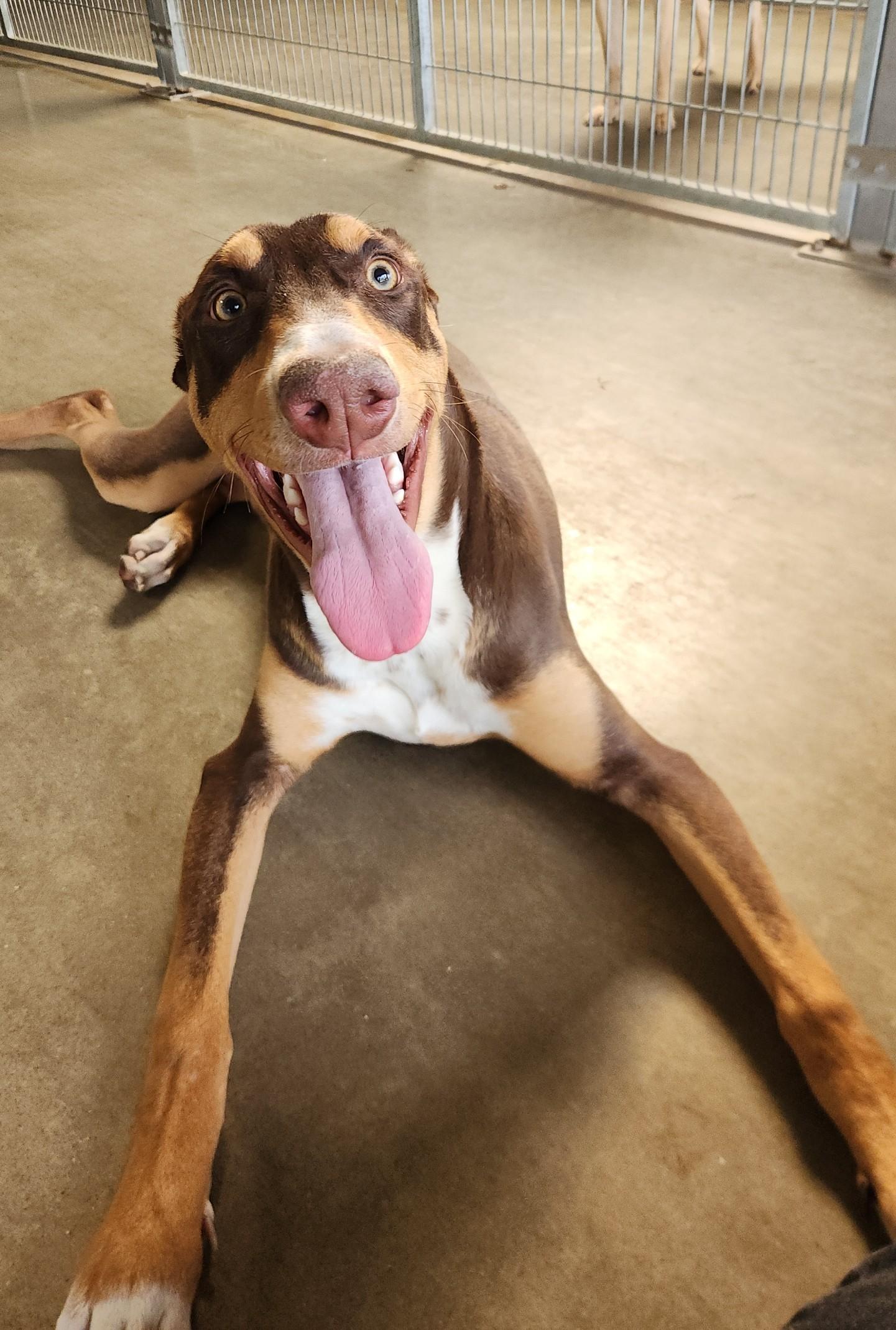 Legacy, adopted, Young Male Doberman Pinscher.