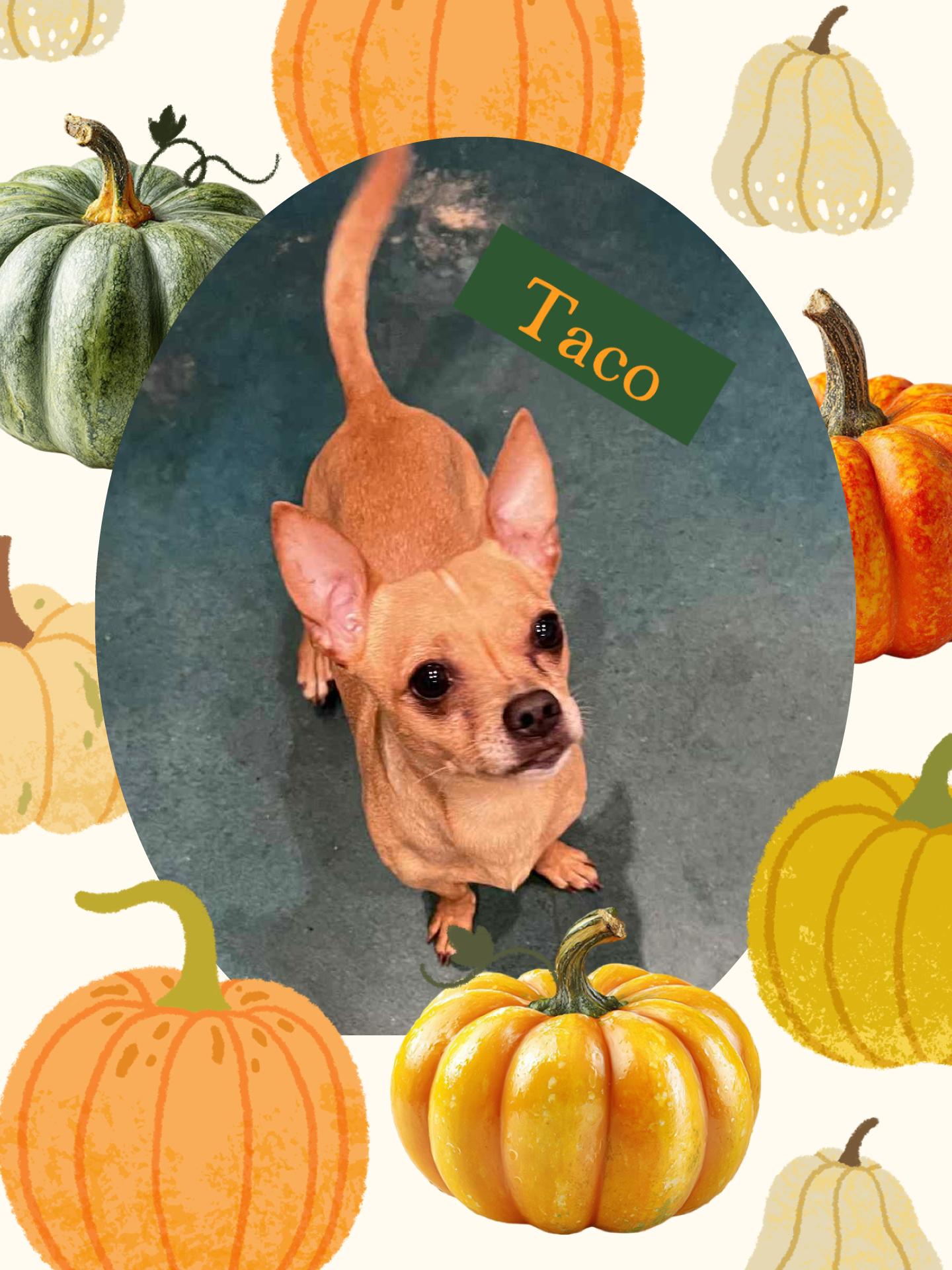 Enlarge Taco, a Adoptable Chihuahua in Saginaw, MI image 1/1